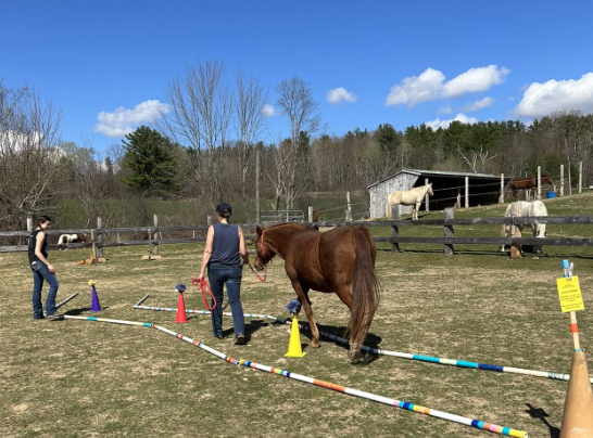 Lynn Dorsky Equine Assisted Therapy